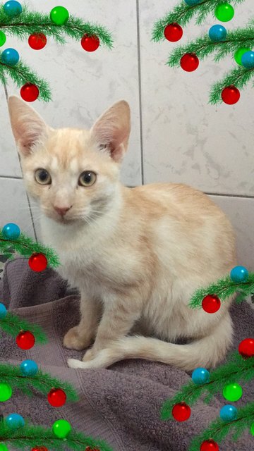 Milo zu Silvester / von Nicole Haberl