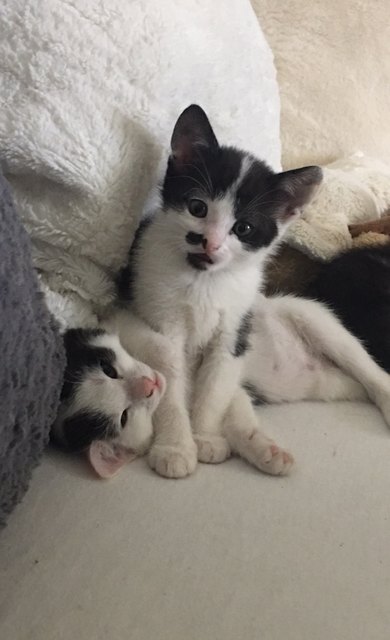 Shadow und Speedy