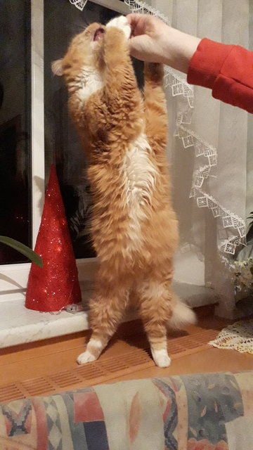 Kater Pezi bei großen Hunger