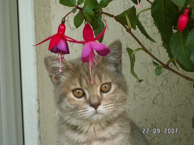 Amy unsere Prinzessin