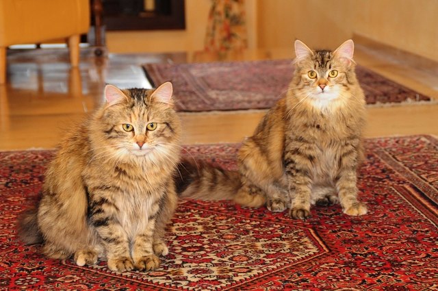 Meine 2 Lieblinge Hexi & Bella