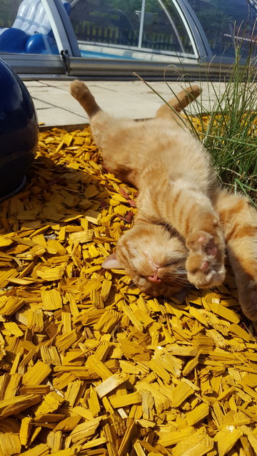 in der Sonne chillen