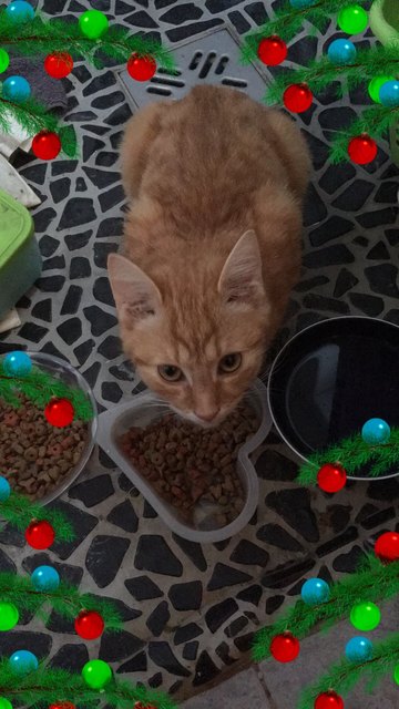 Garfield zu Silvester / von Nicole haberl