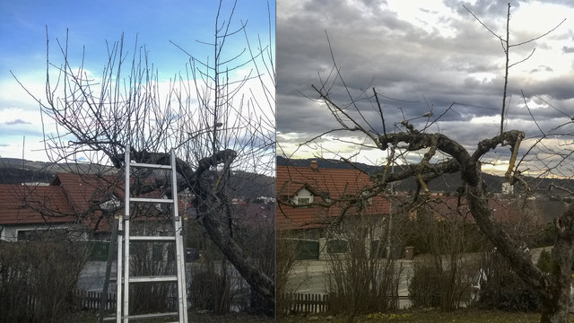 Winterschnitt am Hochstamm Vorher-Nachher