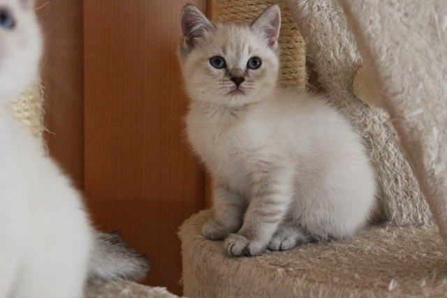 CHELSY DIE KLEINE FRECHE