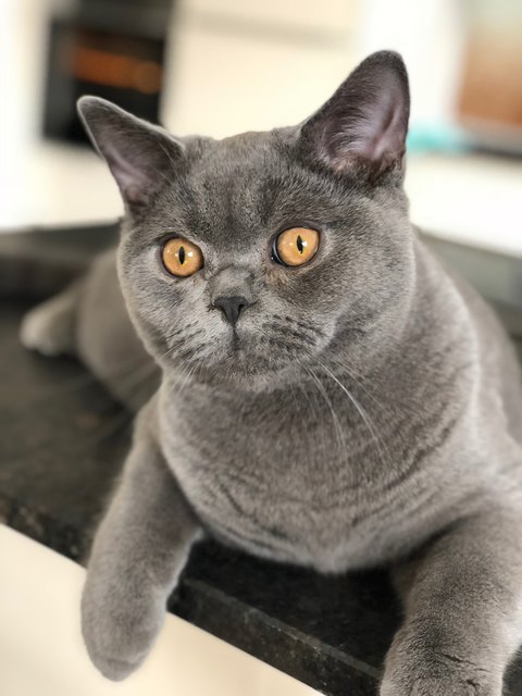 Lenny