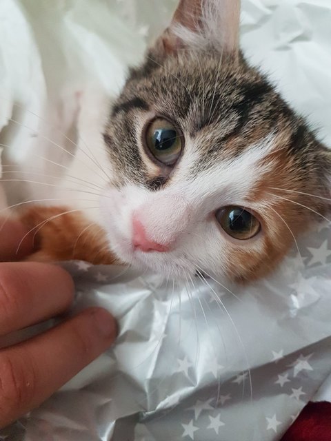 Lilo ❤