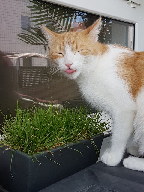 Simba wollte wohl nicht Lächeln