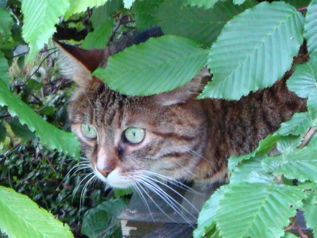 Mirli in green