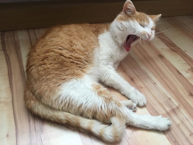 Kater Whisky