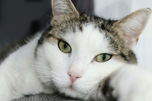 Petzi