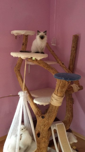 Kovu auf Entdeckungsreise