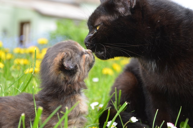Liebevoll sorgt sich Katzenmama Blacky um ihr Junges
