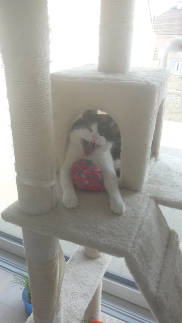 Roxy beim chillen
