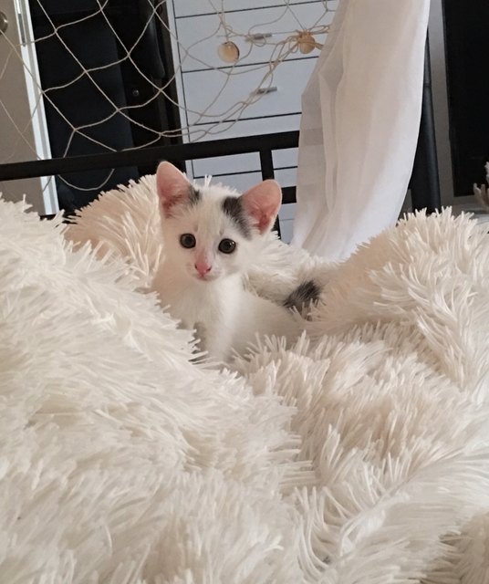 Whiskey