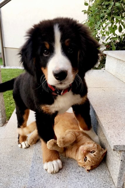 Berner Sennenhündin Sina hat Kater Falco sofort ins Herz geschlossen