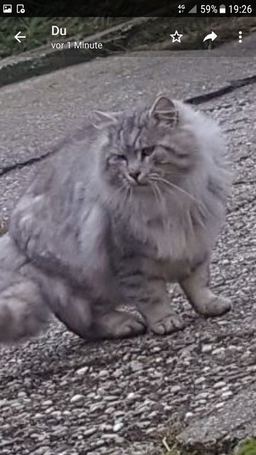 Streunerkatze Petzi. Karin Nagl, Bezirk Krems, 06641619287