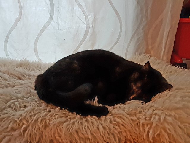 Unsere Babykatze