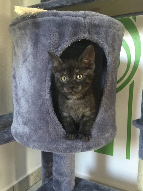 Dusty liebt seine Kuschelhöhle