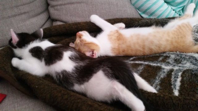 Katzenyoga