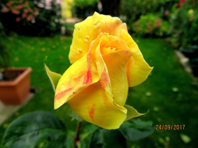 Rose im Paradies