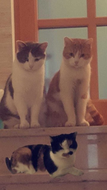 Minka, Leo, Jessie. Kerstin Nagl, Bezirk Krems, 06641619287