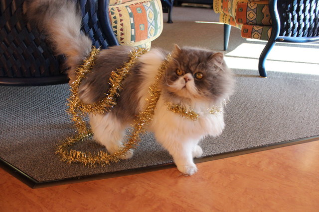Max, der etwas andere Weihnachtsbaum