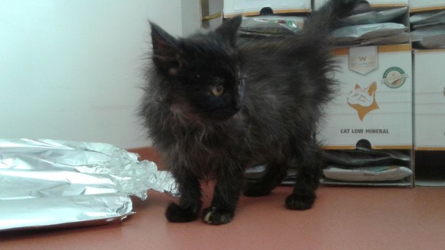 Gipsy