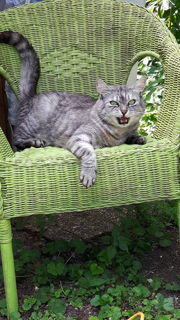 "Angry Cat" - Kater Whiskey "schimpft"