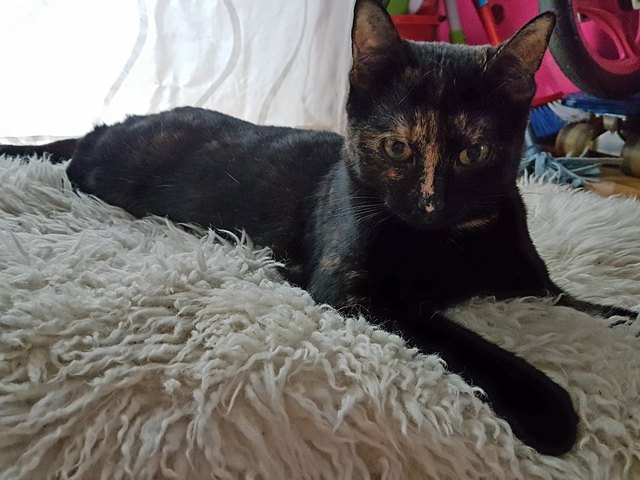Unsere 7 Monate alte Babykatze Lucy