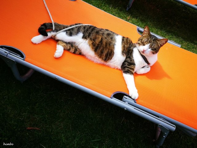 Strolchi lässt sich die Sonne auf den Bauch scheinen