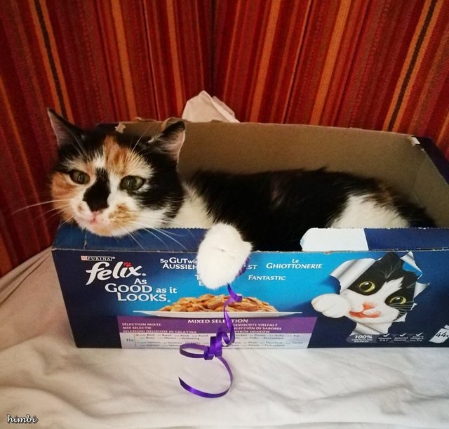Mimi die Schöne liebt Felix