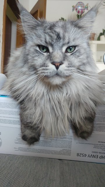 Mein Kater Batman