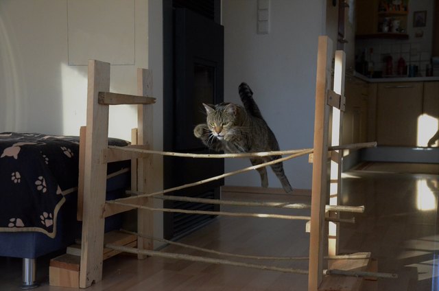 cat agility