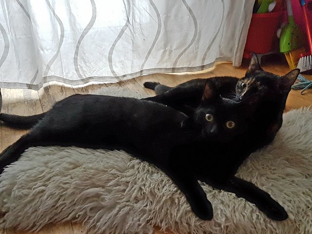 Unsere 2 Babykatzen