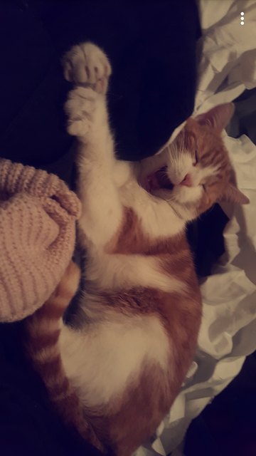 Leo ist müde vom Wäsche Waschen ;). Karin Nagl, Bezirk Krems, 06641619287