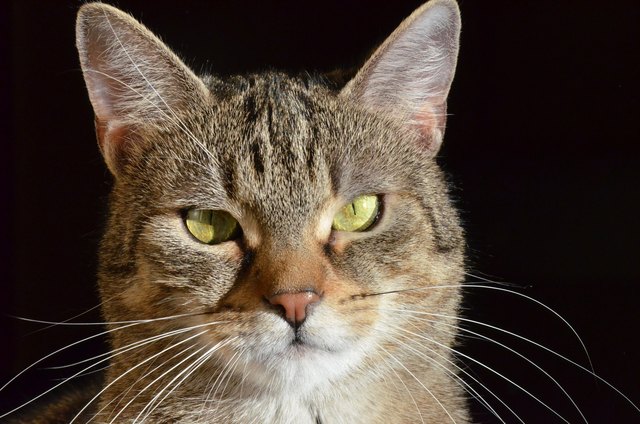 green eyes