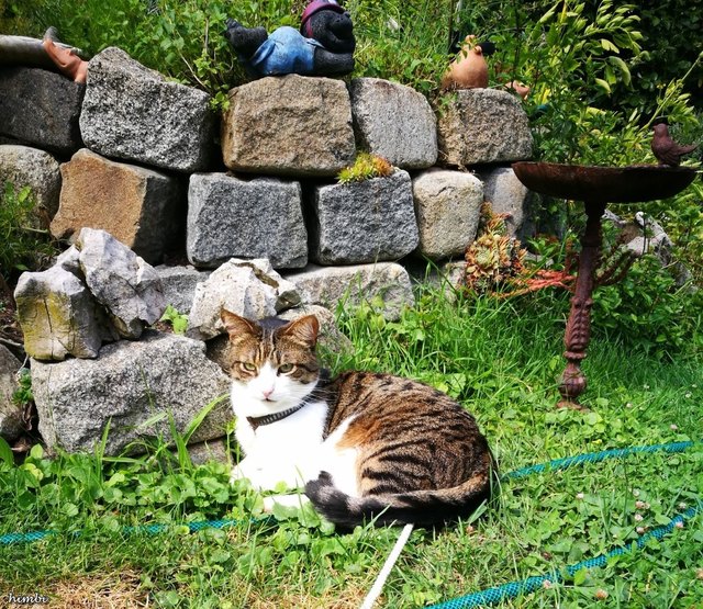 Strolchi genießt es im Garten zu sein