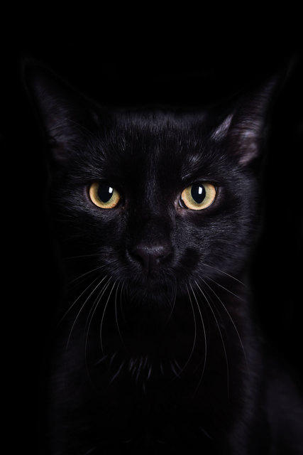 Unser wunderschöner Kater Blacky