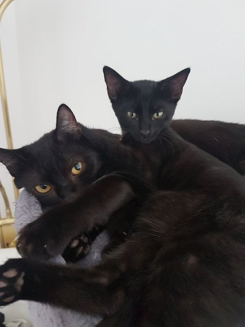 Kira & Nala