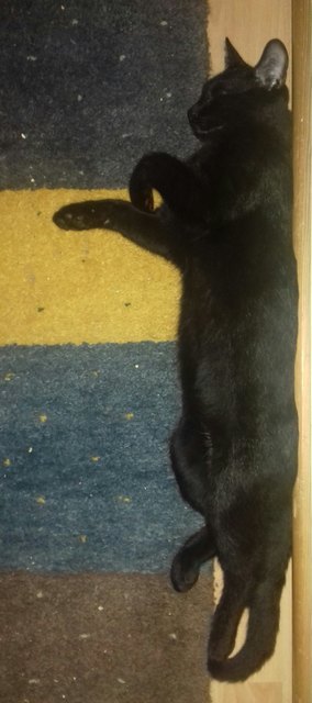Merlin