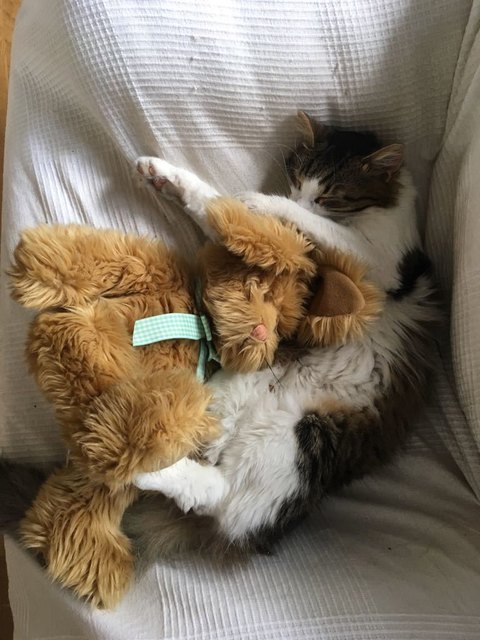 Kuscheltier