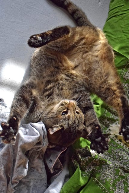 Frau Maya beim Betten machen