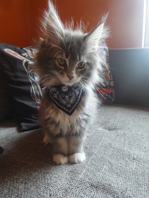 Die kleine Struwweltigerin Lucy