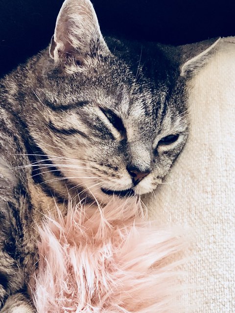 unser Liebling (16,5 Jahre)