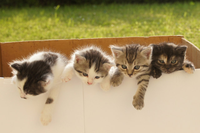 Katzenbabies