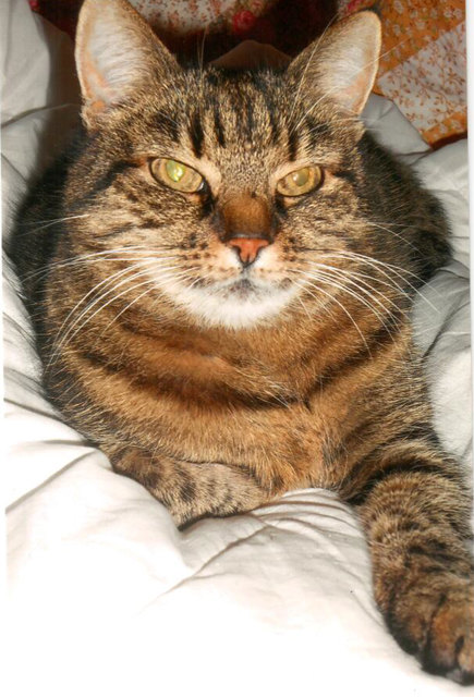 Kater Luzifer von Schödl Christine, Bezirk Krems