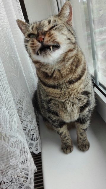 Schnurli