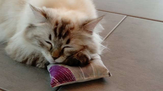 Finnie ist müde
