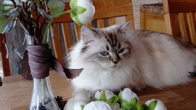 Finnie als Tischdeko